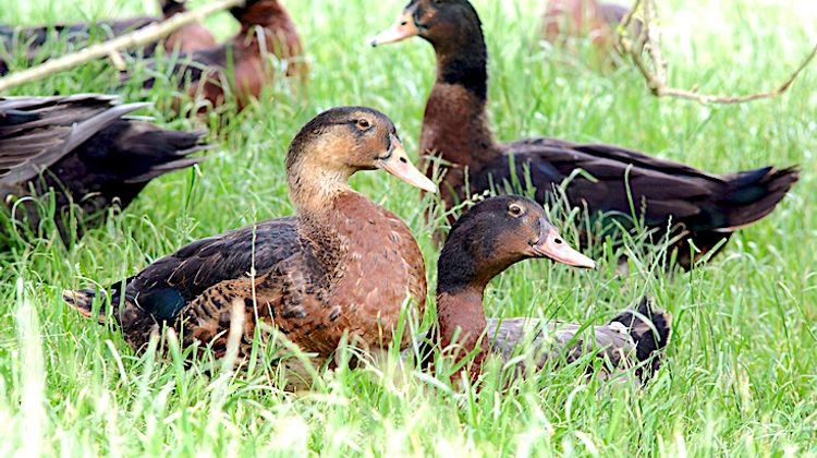 MAUVAISE NOUVELLE – La grippe aviaire débarque par le littoral basque
